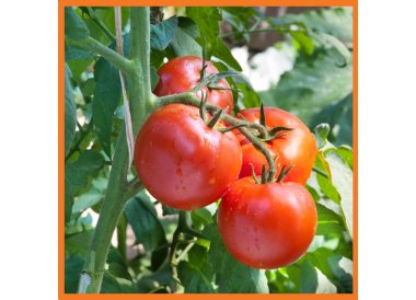 Uprawa pomidora w szklarni 