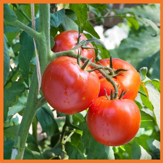 Uprawa pomidora w szklarni 