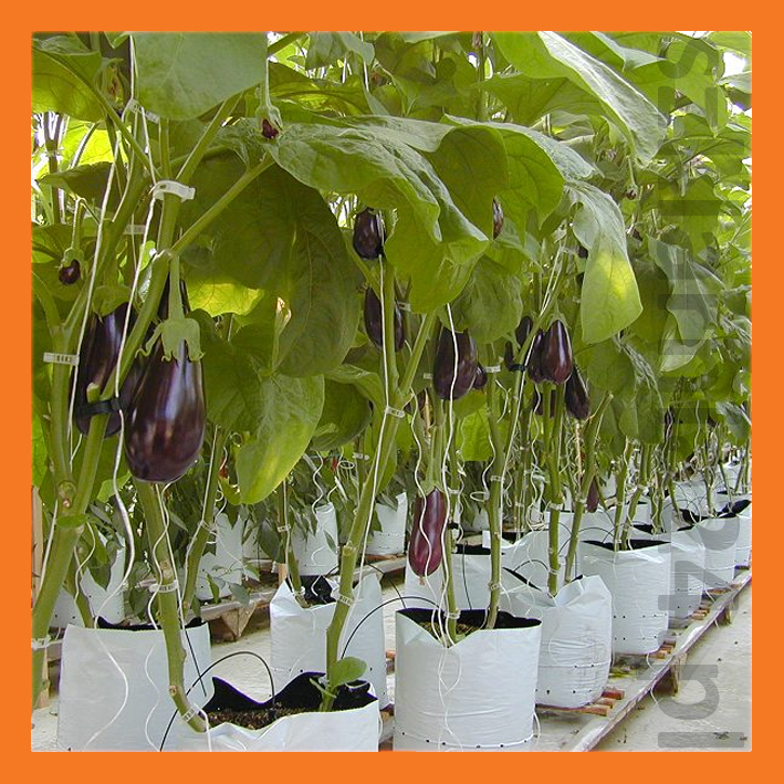 баклажан растение. баклажаны высокорослые сорта. баклажан тиррения f1. баклажаны высокорослые сорта. баклажаны в теплице.